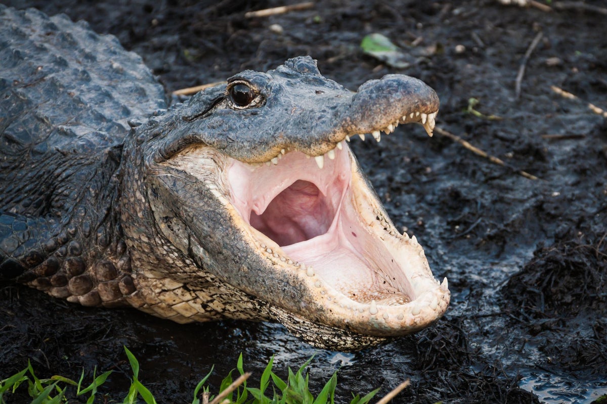 https://static.independent.co.uk/s3fs-public/thumbnails/image/2019/07/15/18/aligator.jpg?width=1200&height=800&crop=1200:800