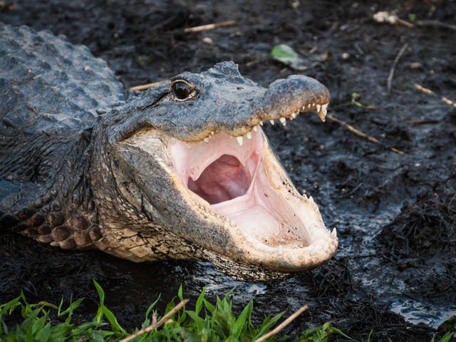 File image of aligator.