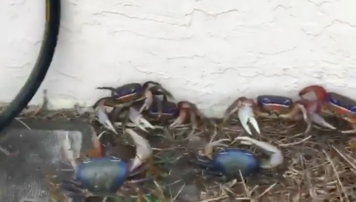 Land crabs infest Florida man's house after heavy rainfall The