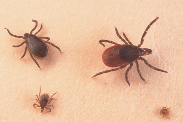 Adult male, female, larva and nymph ticks (clockwise) can spread disease