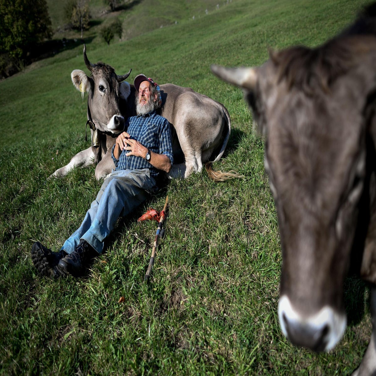 Cow cuddling: The latest therapeutic trend taking off in the US | The  Independent | The Independent