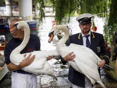 The ancient royal tradition of counting swans on the River Thames