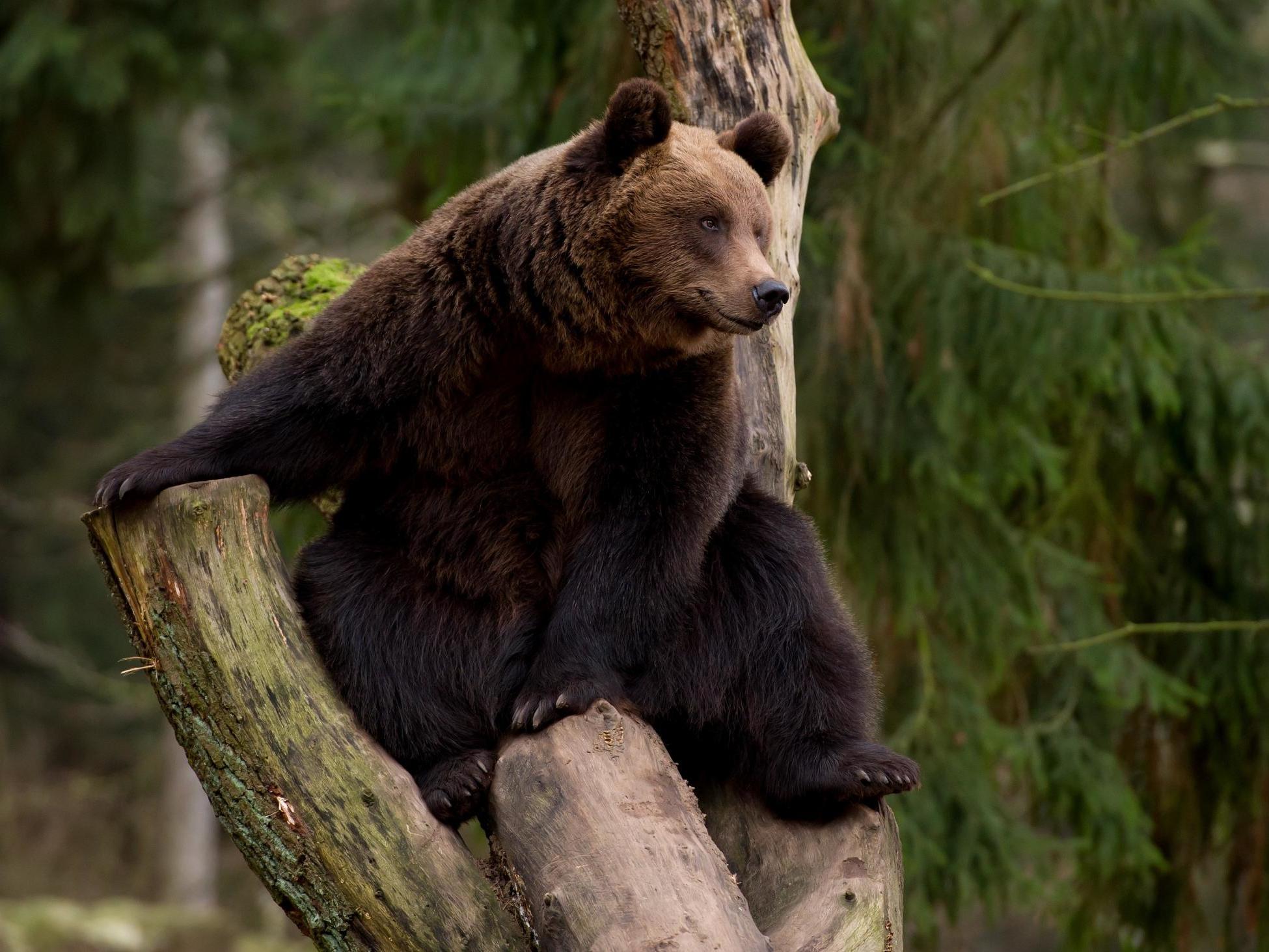 European brown bears, which are thought to have disappeared in the middle ages, will roam beside grey wolves in Bear Wood