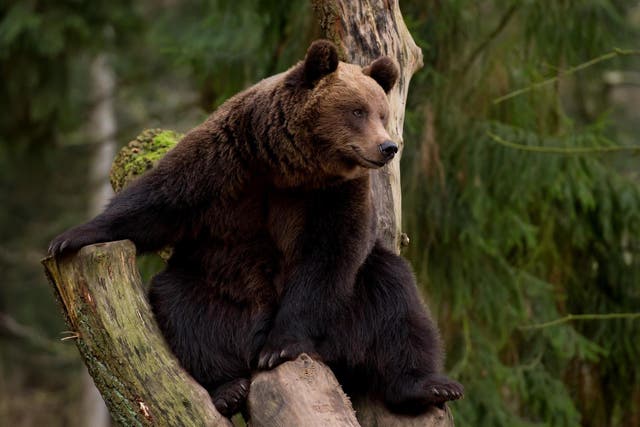 European brown bears, which are thought to have disappeared in the middle ages, will roam beside grey wolves in Bear Wood