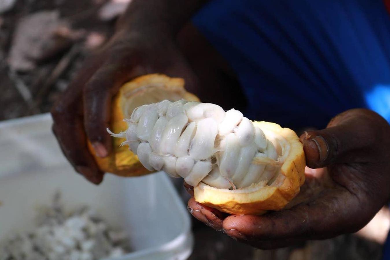 The pulp that surrounds cocoa beans is soft, sweet and white in colour (Nestlé)