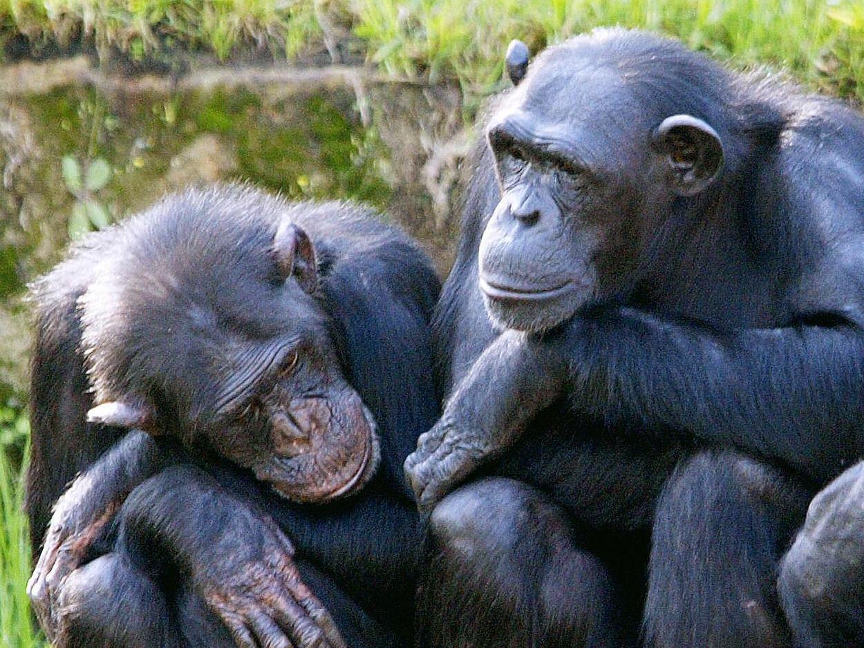Chimpanzees who watched the video together spent more time together and showed more signs of social bonding