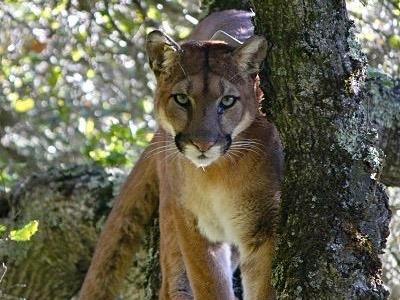 Pumas significantly reduced their activity when they heard human voices, the study found