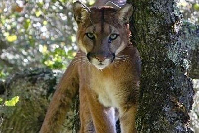 Pumas significantly reduced their activity when they heard human voices, the study found
