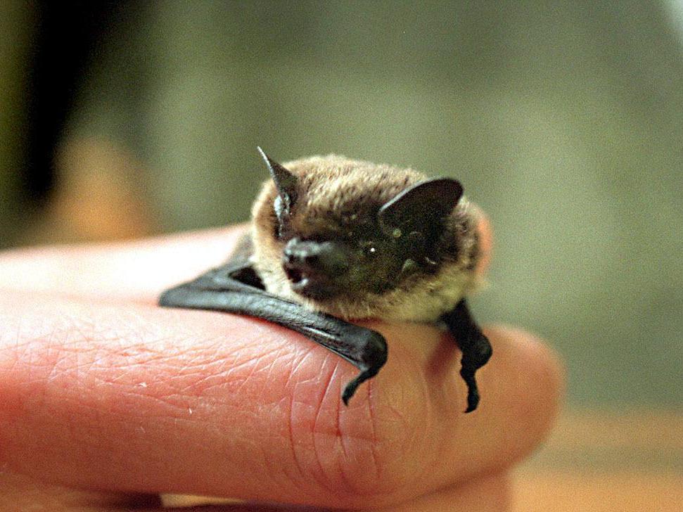 Pipistrelle bats eat insects and are only known to bite humans while being handled
