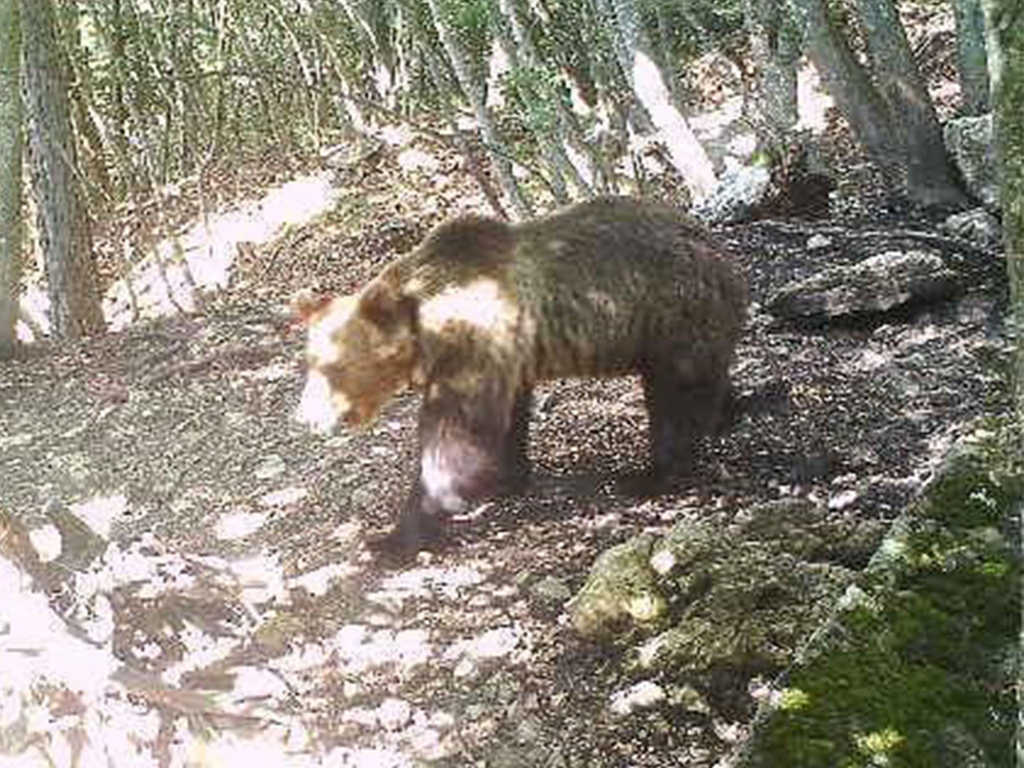 A brown bear in Trento