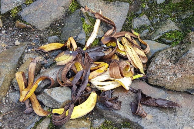 Banana peel collected from the slopes of Ben Nevis, the UK's highest mountain