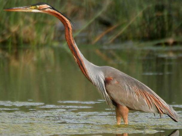 Purple herons have moved outside their natural range
