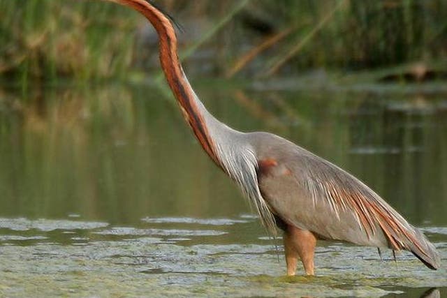 Purple herons have moved outside their natural range