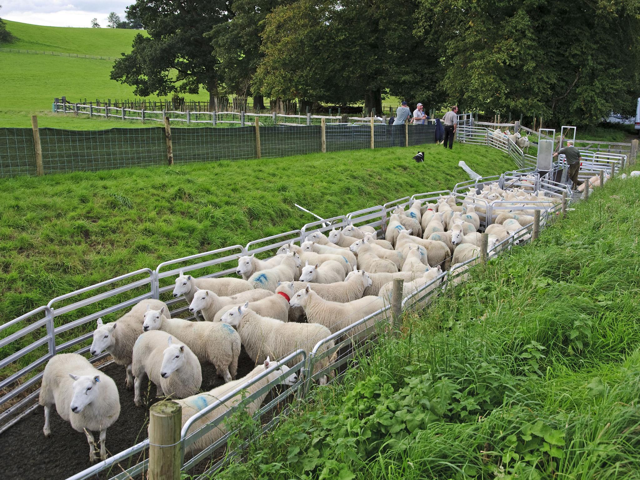 Sheep farming in the UK