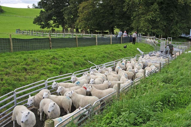 Sheep farming in Llandeilo, Carmarthenshire: Welsh farmers fear immigration, though there are comparatively few immigrants in the area