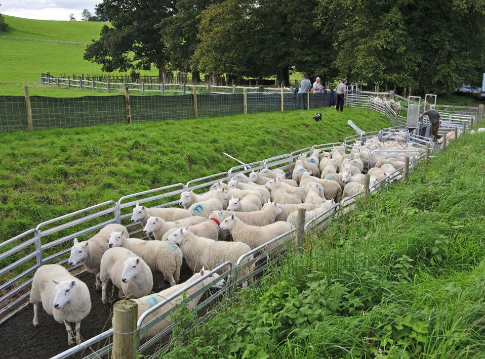 <p>Sheep farming in the UK</p>