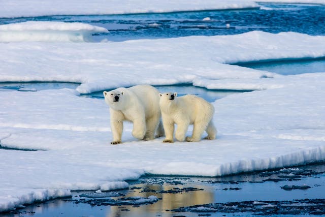 Year on year the Arctic is losing an area of ice greater than the size of Scotland (file photo)