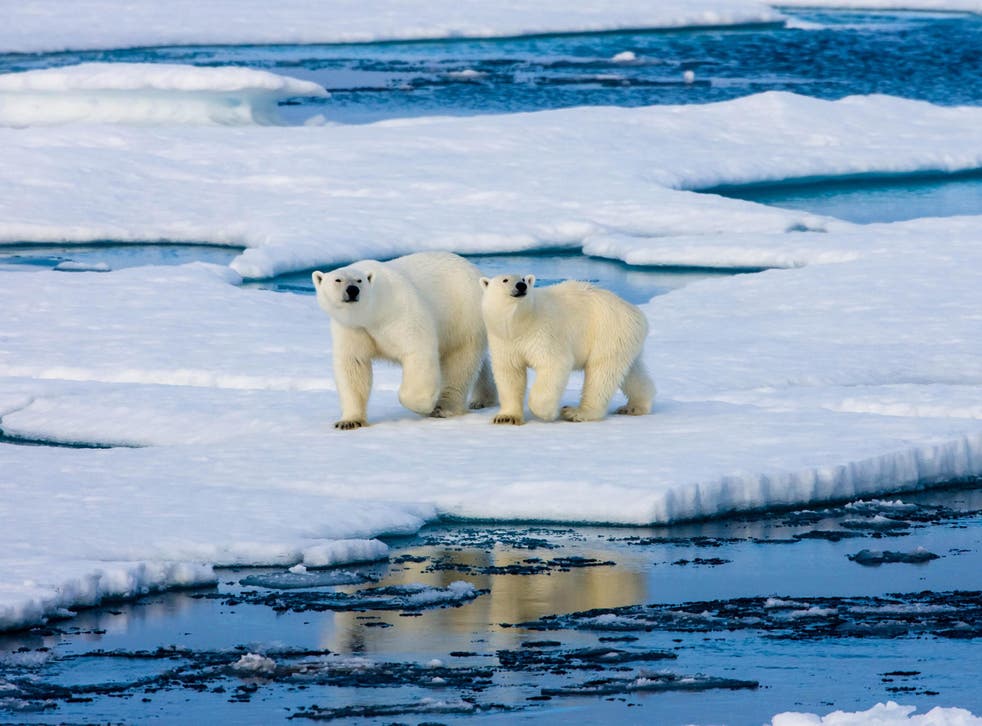 Each year the Arctic loses an area of ice sheet greater than the size of Scotland. Polar bears use this ice sheet to hunt