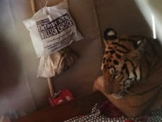 Tiger found lying on bed inside house while sheltering from floods