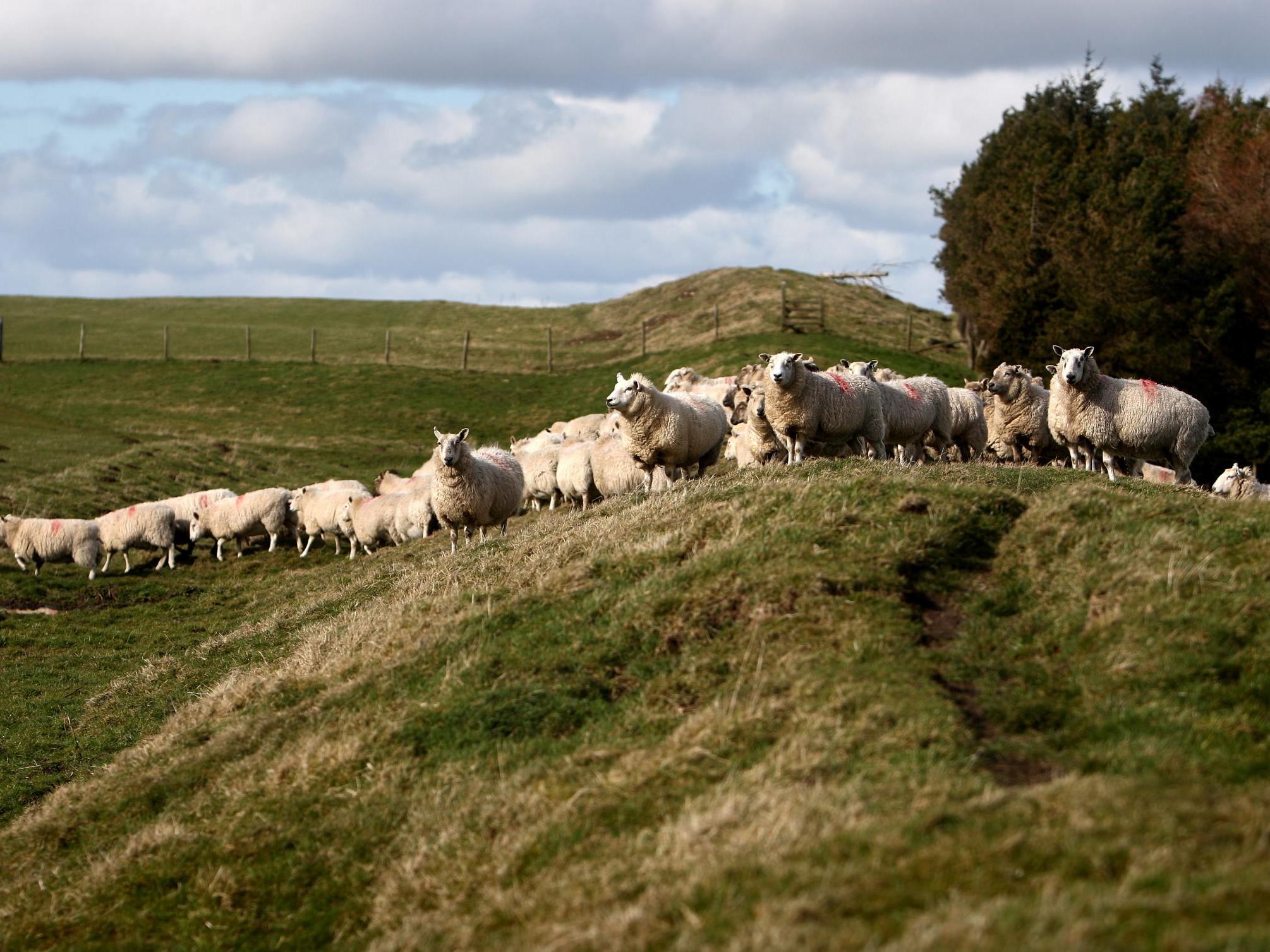 Какое хозяйство в великобритании. Овцеводство Уэльс. Сельское хозяйство Великобритании. Уэльс сельское хозяйство. Овцы в Уэльсе.
