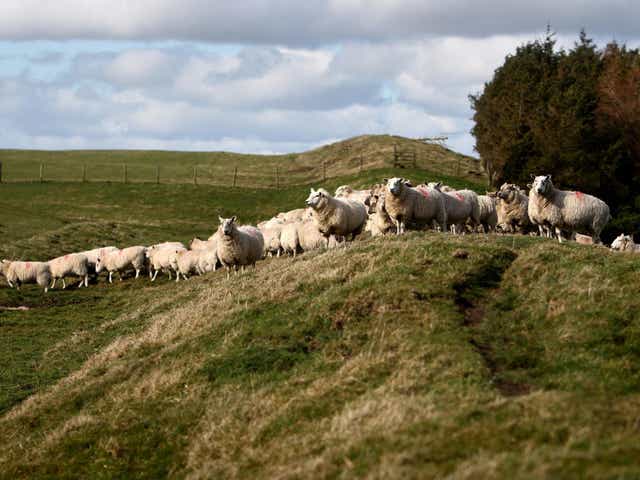 Sheep on top of Offa's Dyke on Llanfair Hill north of Knighton, Powys