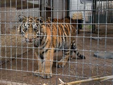 The problem with exotic animal ownership in America