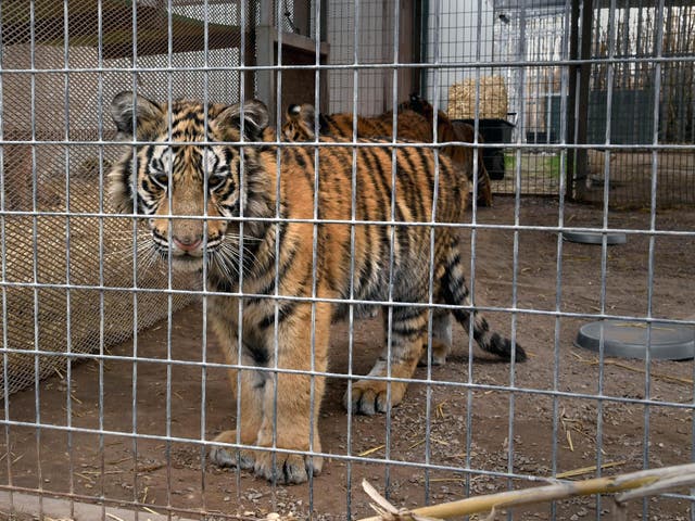 A six-month-old tiger looks out of its enclosure at the Greater Wynnewood Exotic Animal Park in Oklahoma