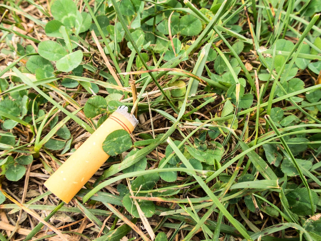 Cigarette butts were found to reduce the growth of both grass and clover