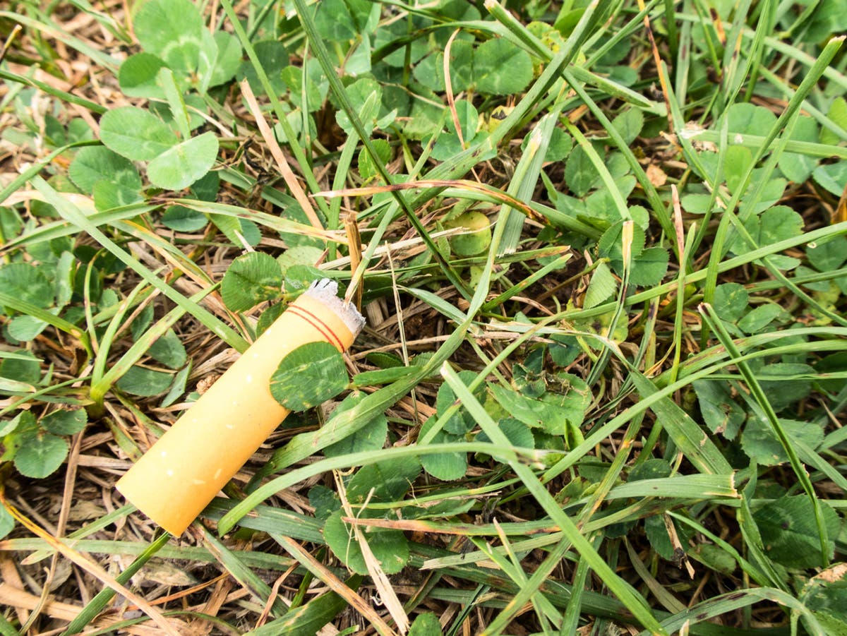 Cigarette butts causing ‘serious damage to environment’, study on impact to plant growth reveals