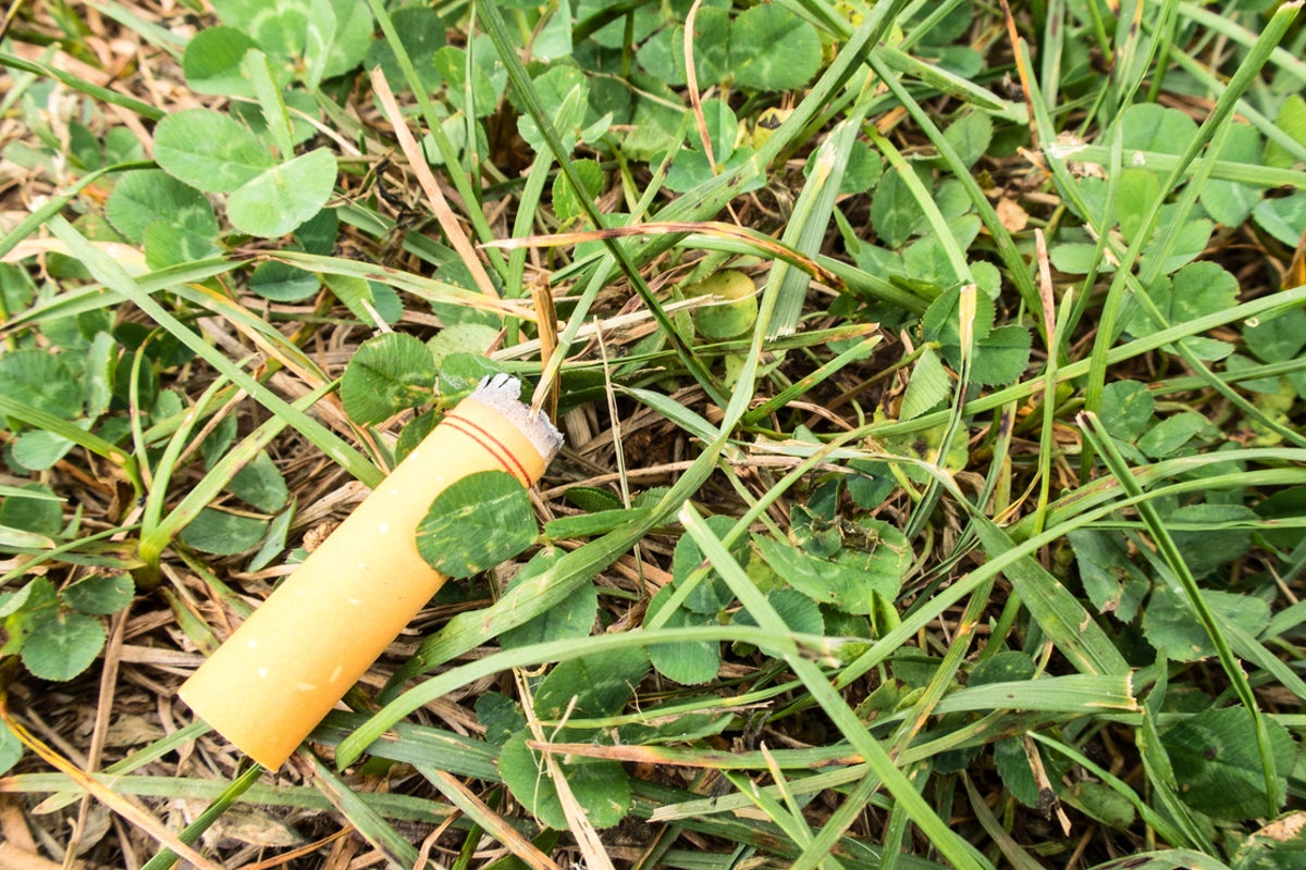 Cigarette butts causing 'serious damage to environment', study on impact to plant  growth reveals | The Independent