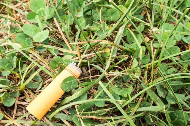 Cigarette butts were found to reduce the growth of both grass and clover