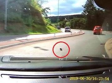 Dashcam footage shows kitten in middle of road after being dropped from car window