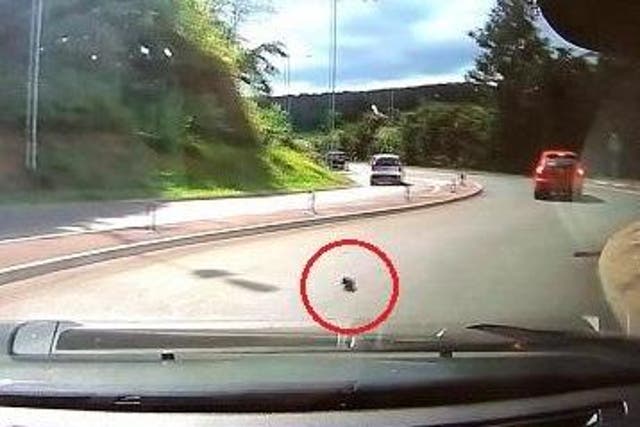Dashcam footage shows kitten in middle of road after being dropped from car window