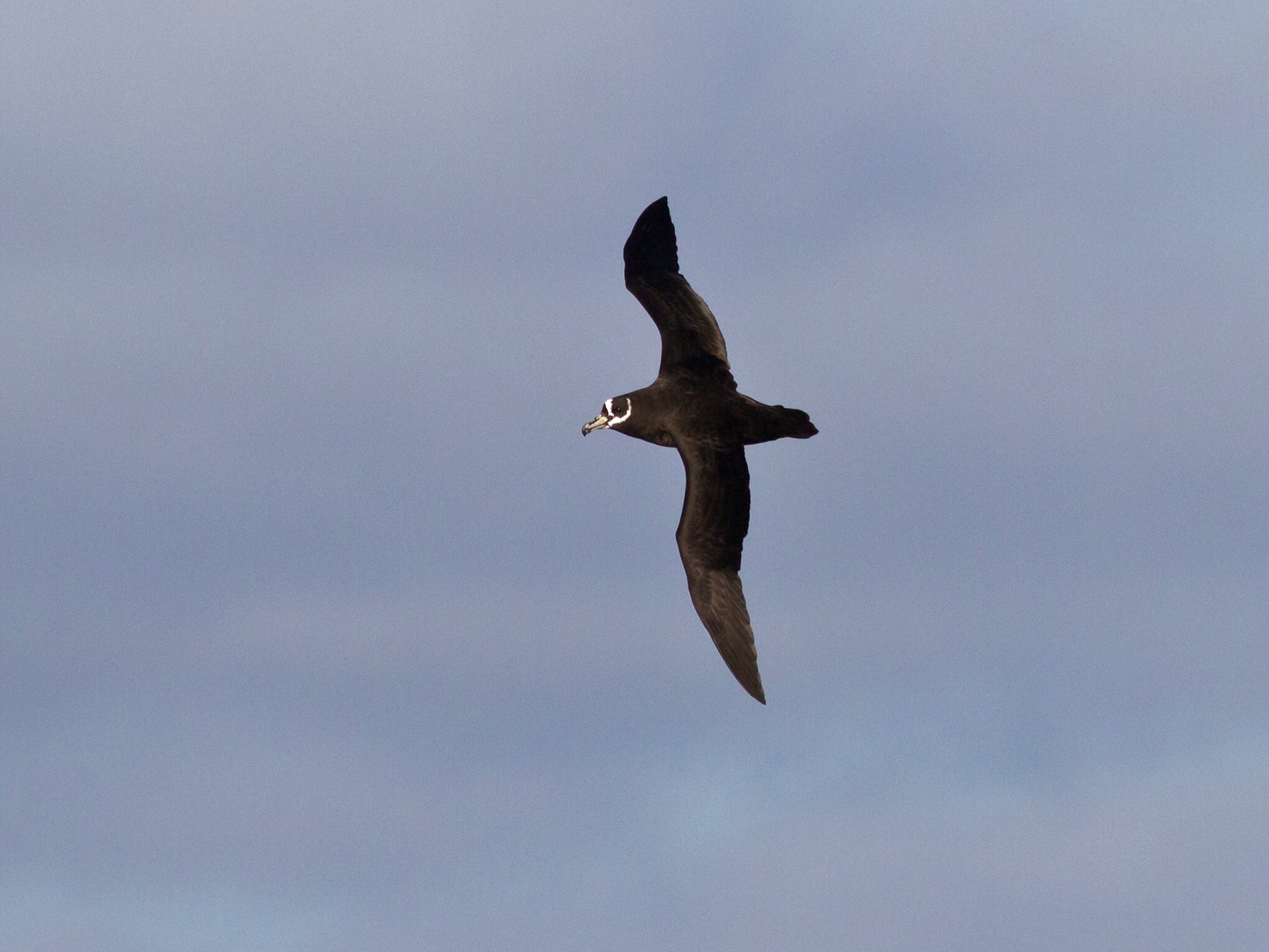 The situation is so severe that just one in five albatross chicks survived to fledge during last year’s breeding season