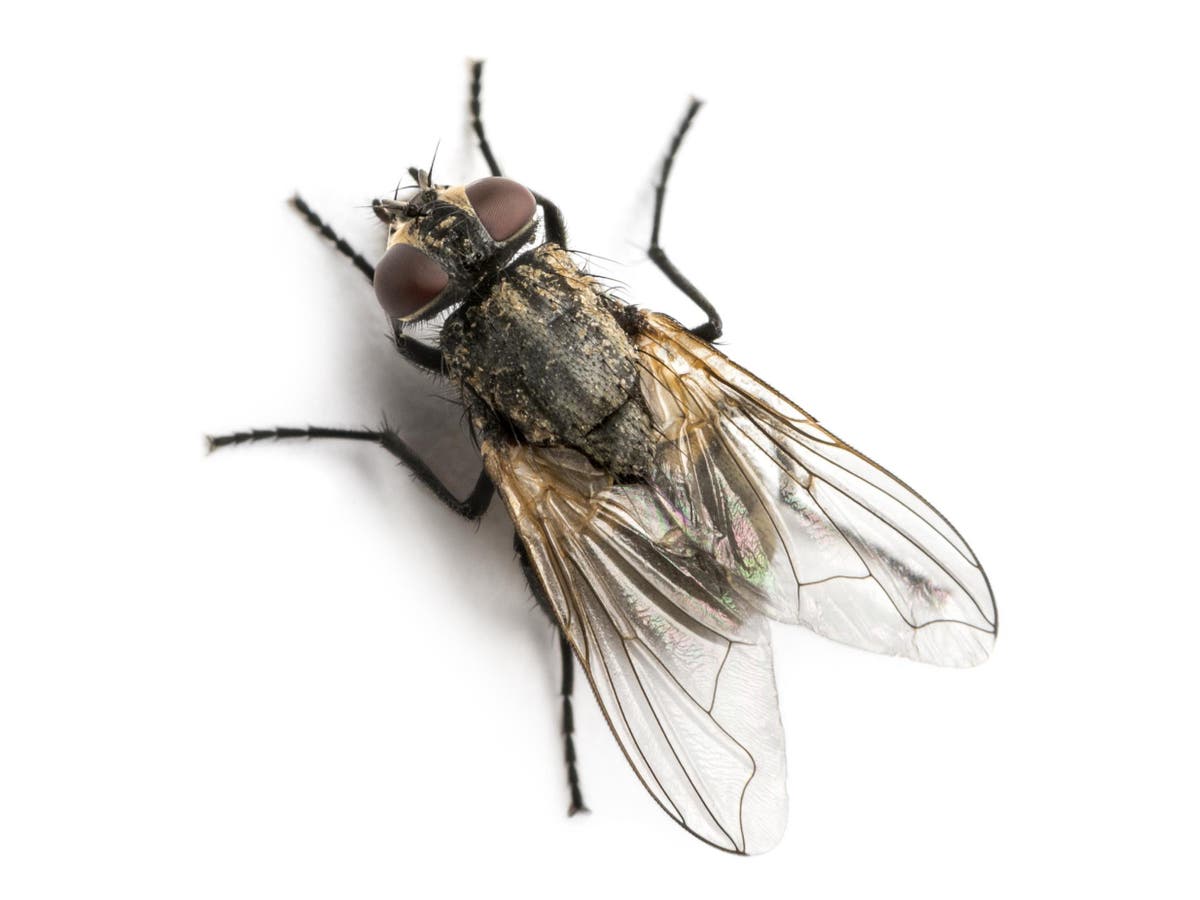 https://static.independent.co.uk/s3fs-public/thumbnails/image/2019/07/20/15/fly-swarm-plague.jpg?quality=75&width=1200&auto=webp