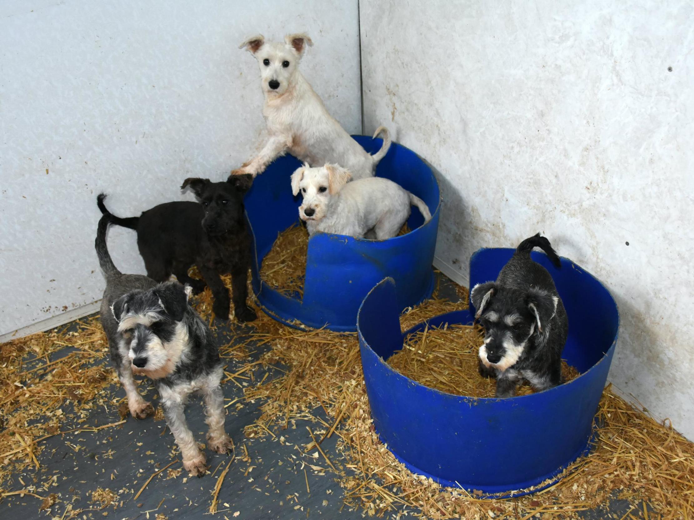 The store puppy farm