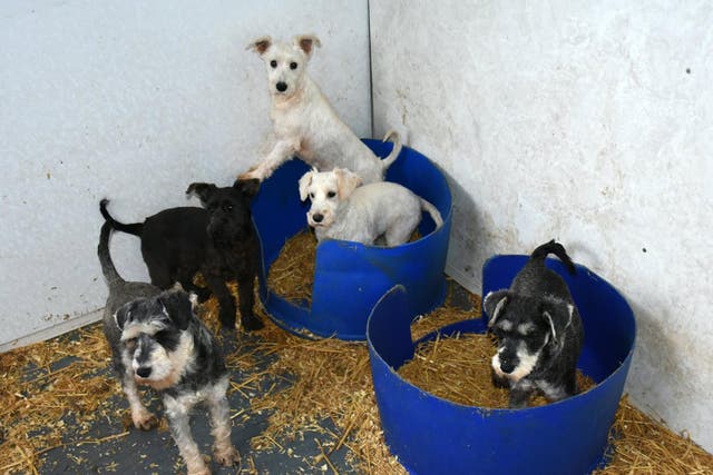 Two dog breeders who ran 'battery farm for pups' convicted in Aberdeenshire