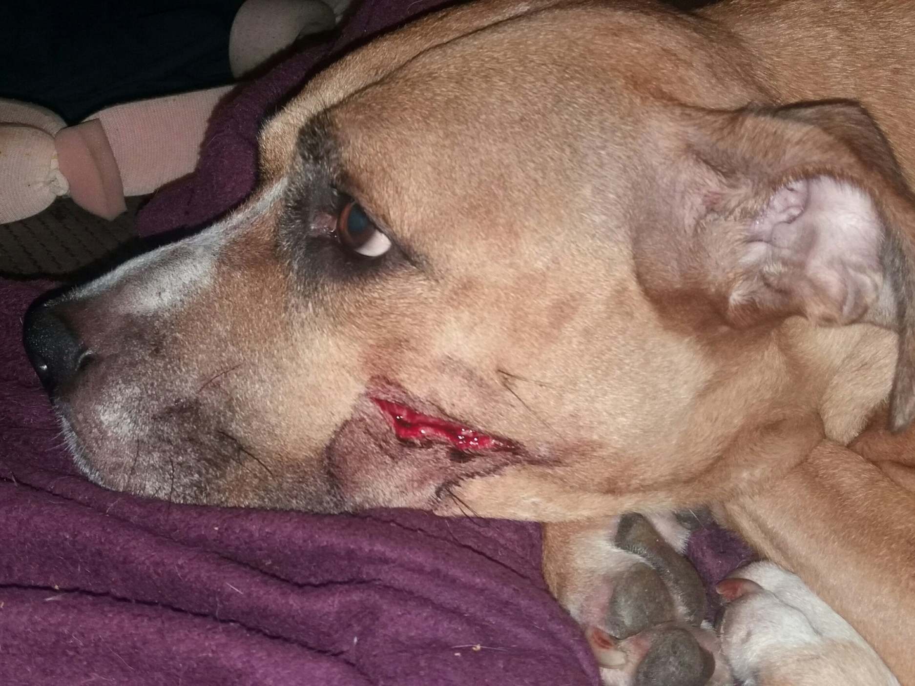 Zena was injured with a machete during the robbery at a flat in Manchester