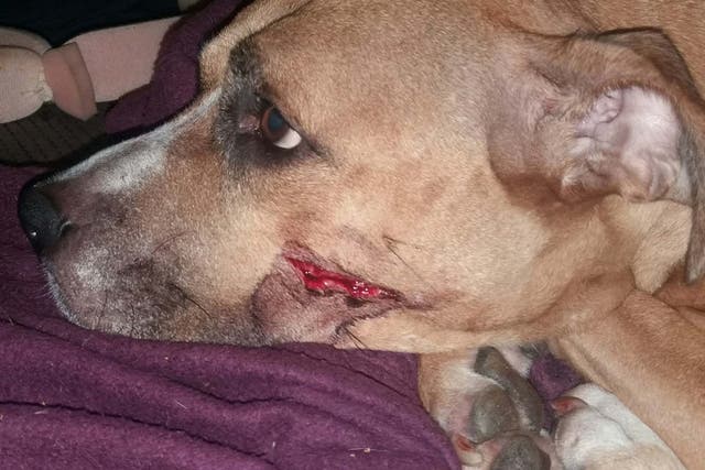 Zena was injured with a machete during the robbery at a flat in Manchester