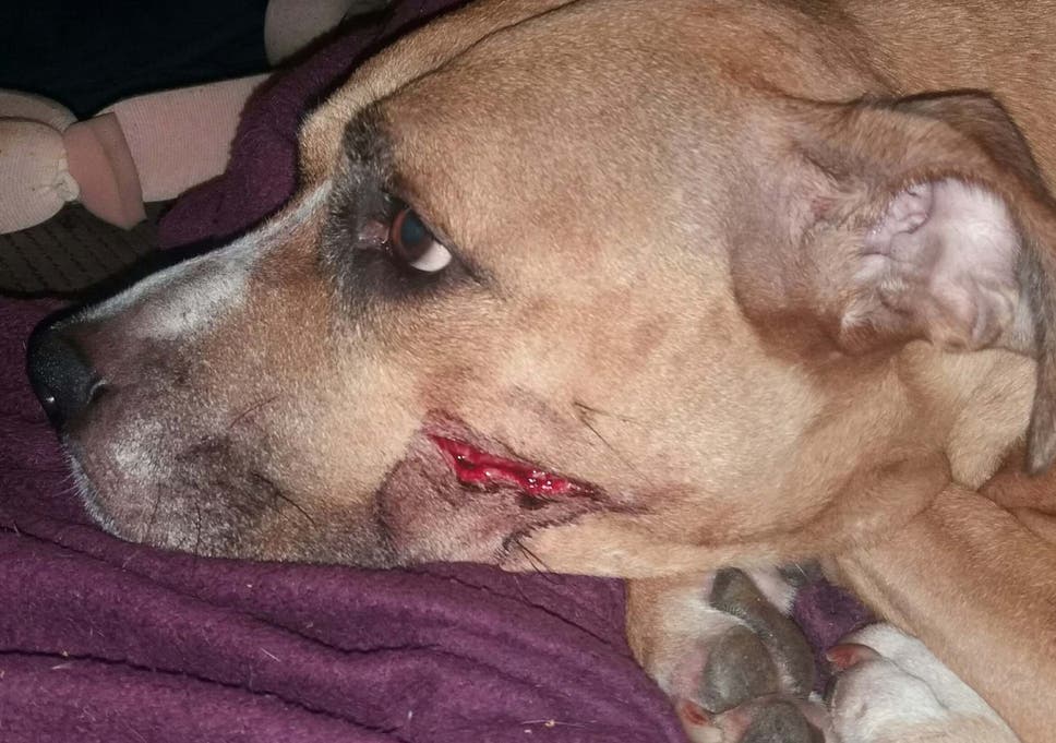 Zena was injured with a machete during the robbery at a flat in Manchester