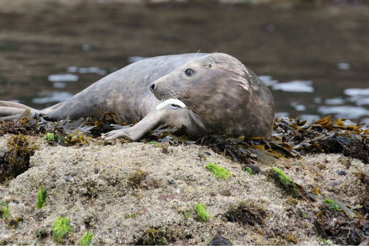 The seal was photographed on rocks