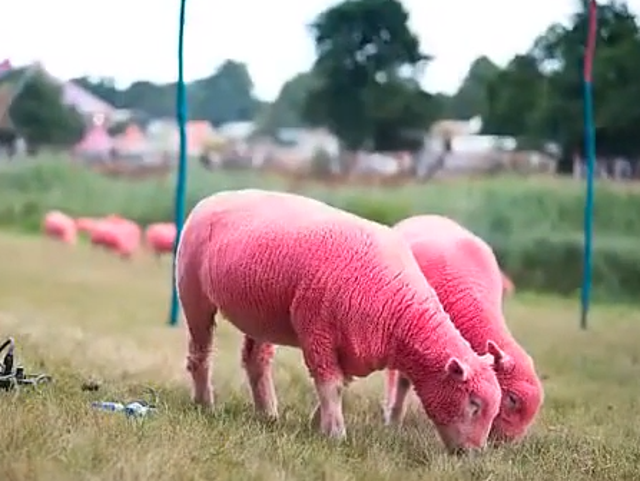 Sheep were dyed bright pink to advertise Latitude, which the RSPCA said was 'very sad to see'