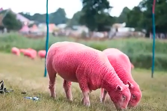 Sheep were dyed bright pink to advertise Latitude, which the RSPCA said was 'very sad to see'