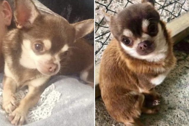 Miniature chihuahua Gizmo was snatched by a seagull from owner Becca Hill’s garden in Paignton, Devon, on 21 July