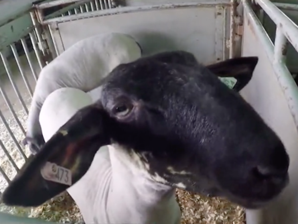 Award-winning lamb under investigation for performance-enhancing drugs