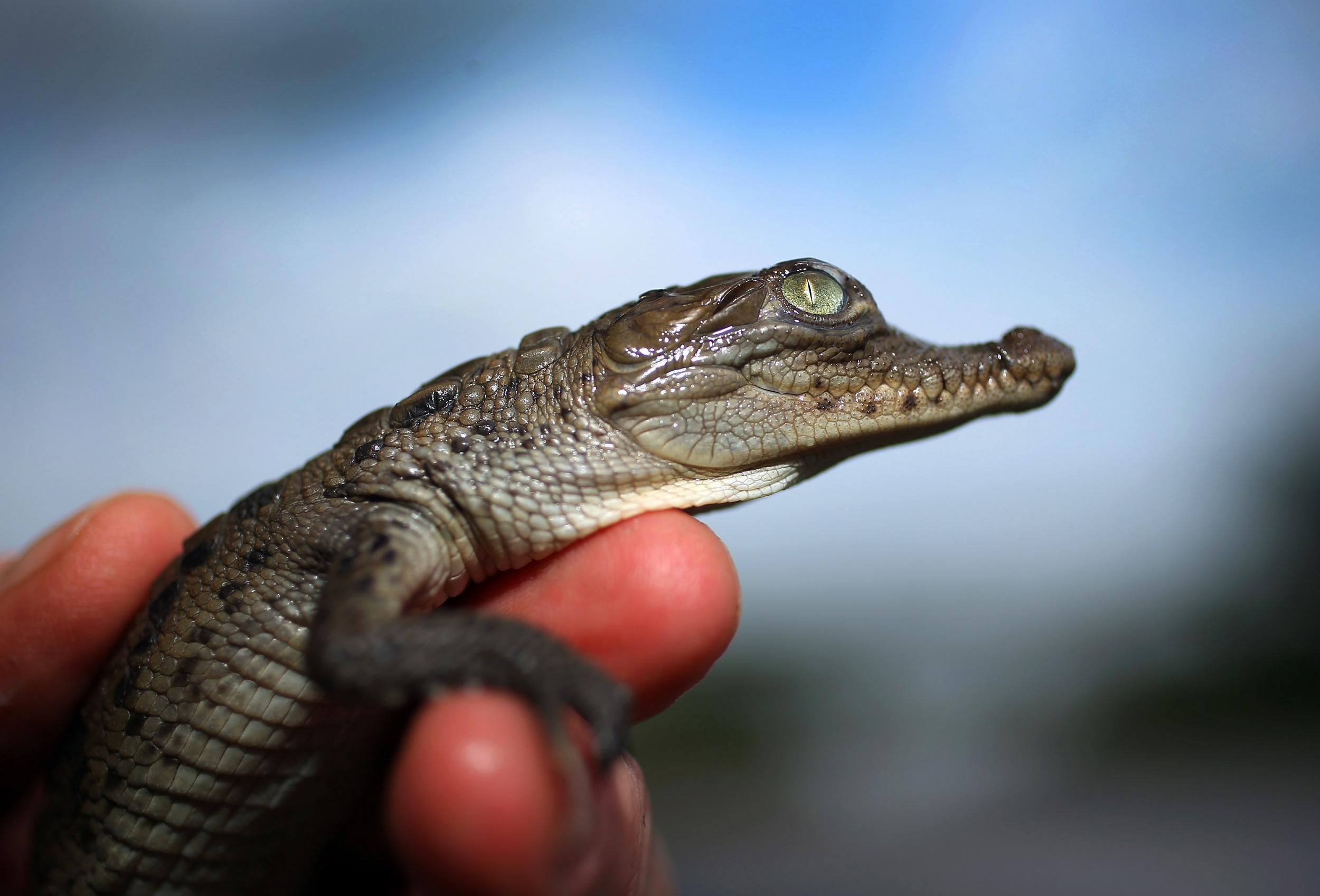 The American crocodile is on the threatened list in the US