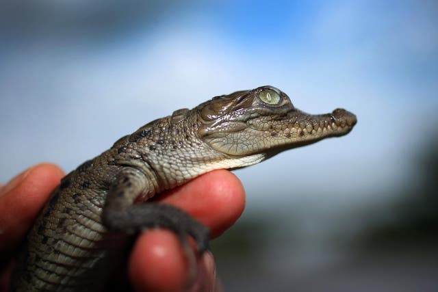 The American crocodile is on the threatened list in the US