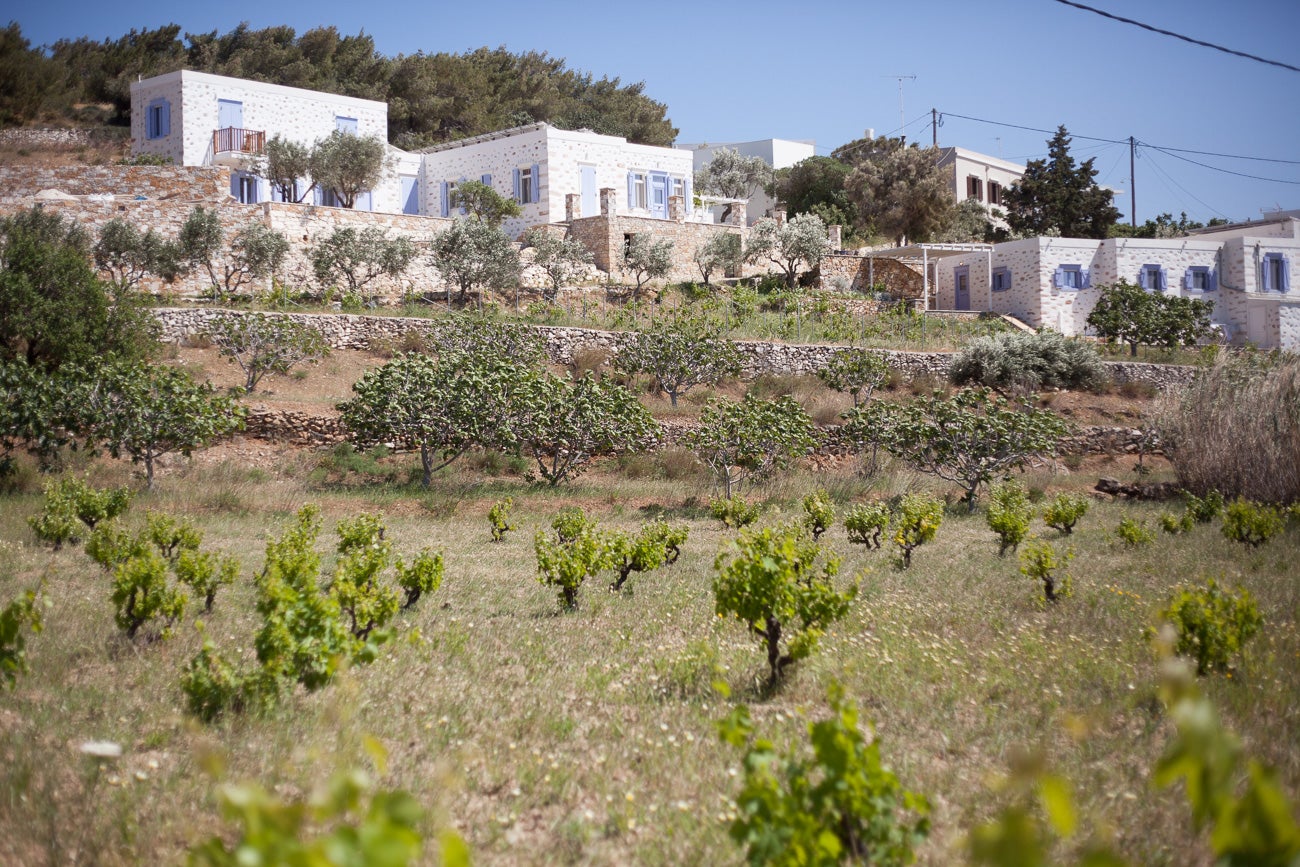 Guests can participate in the grape or olive harvest