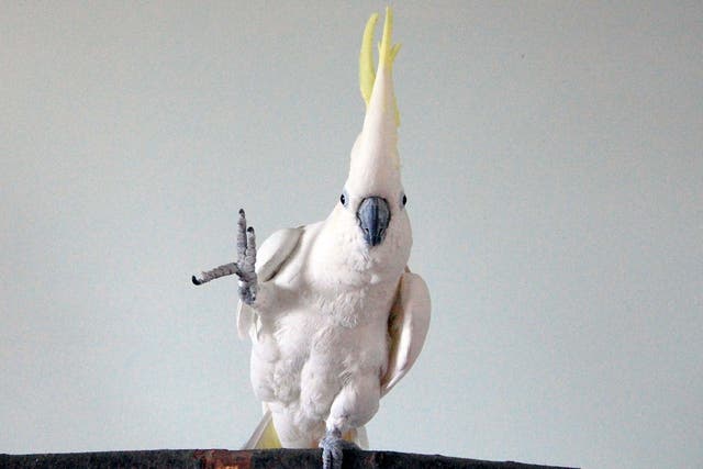 Shake a leg: bopping cockatoo Snowball is giving scientists food for thought