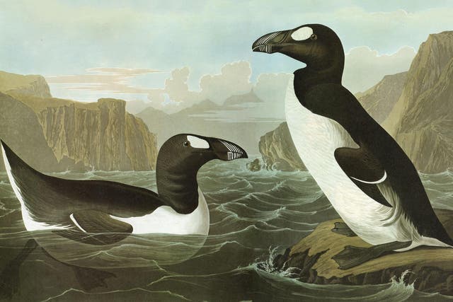 The great auk has been extinct since 1840 when locals stoned the last few to death
